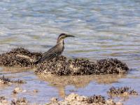 Mangrovenreiher im seichten Wasser